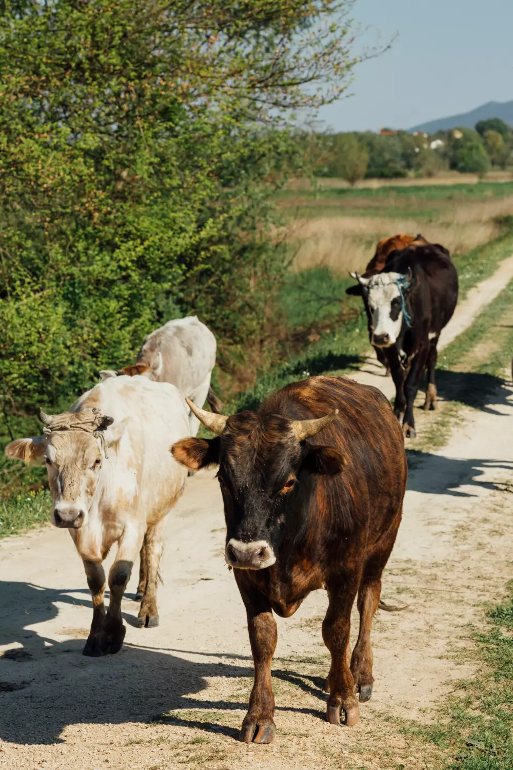 Nacidos en el campo del productor